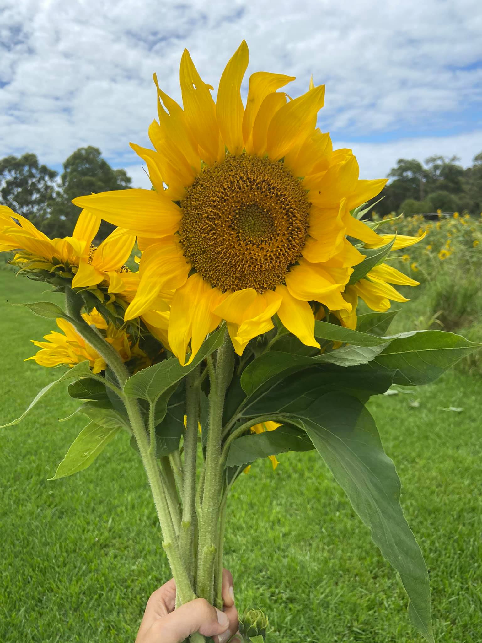 Pick your own sunflowers Wyong