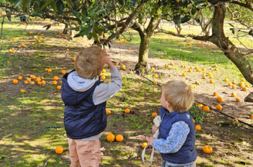 Fruit Picking Farms To Visit on The Central Coast