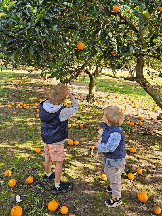 fruit picking central coast