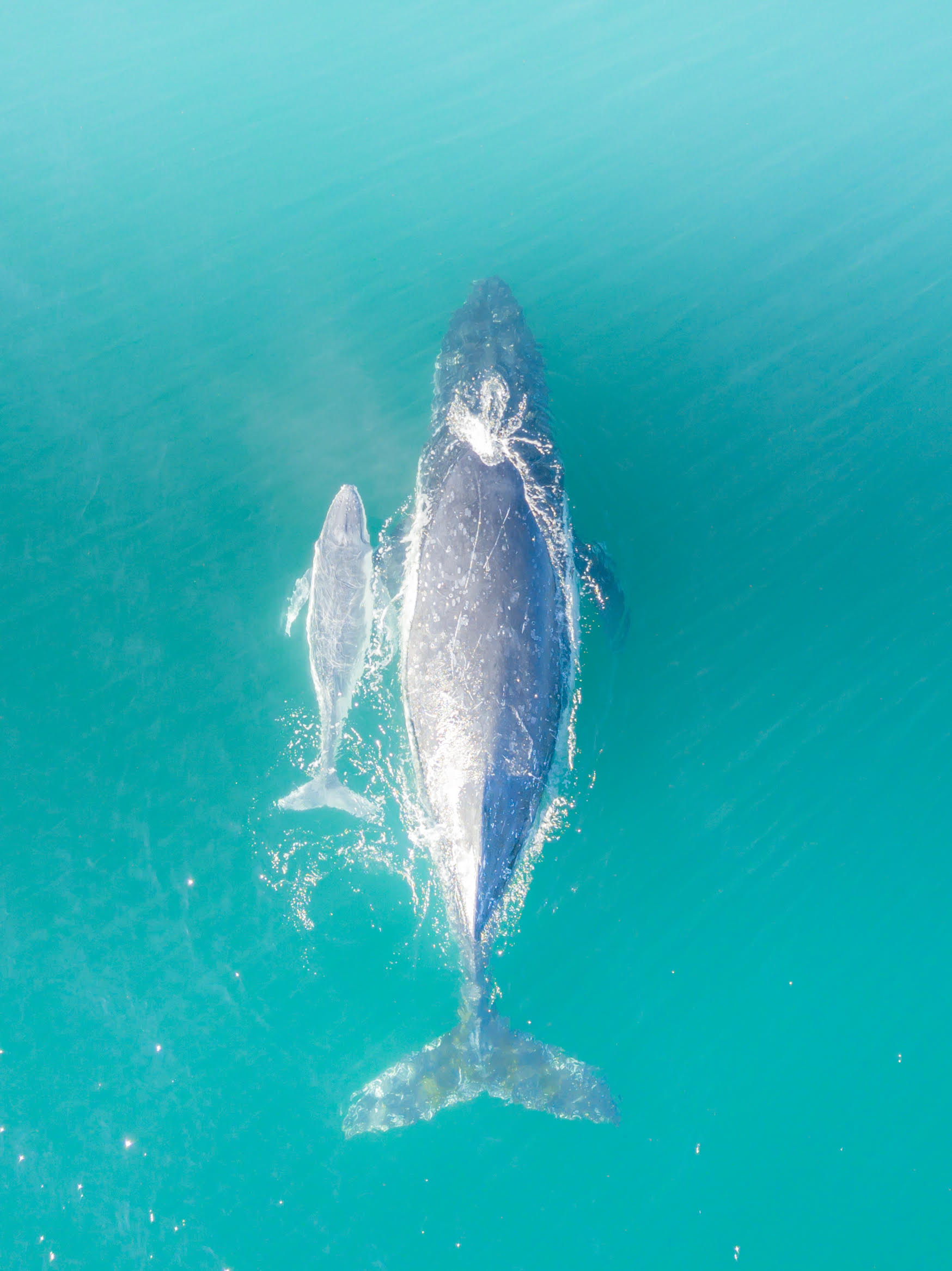 Central Coast Whales: The Best Spots to Watch Them - Coasties Mag