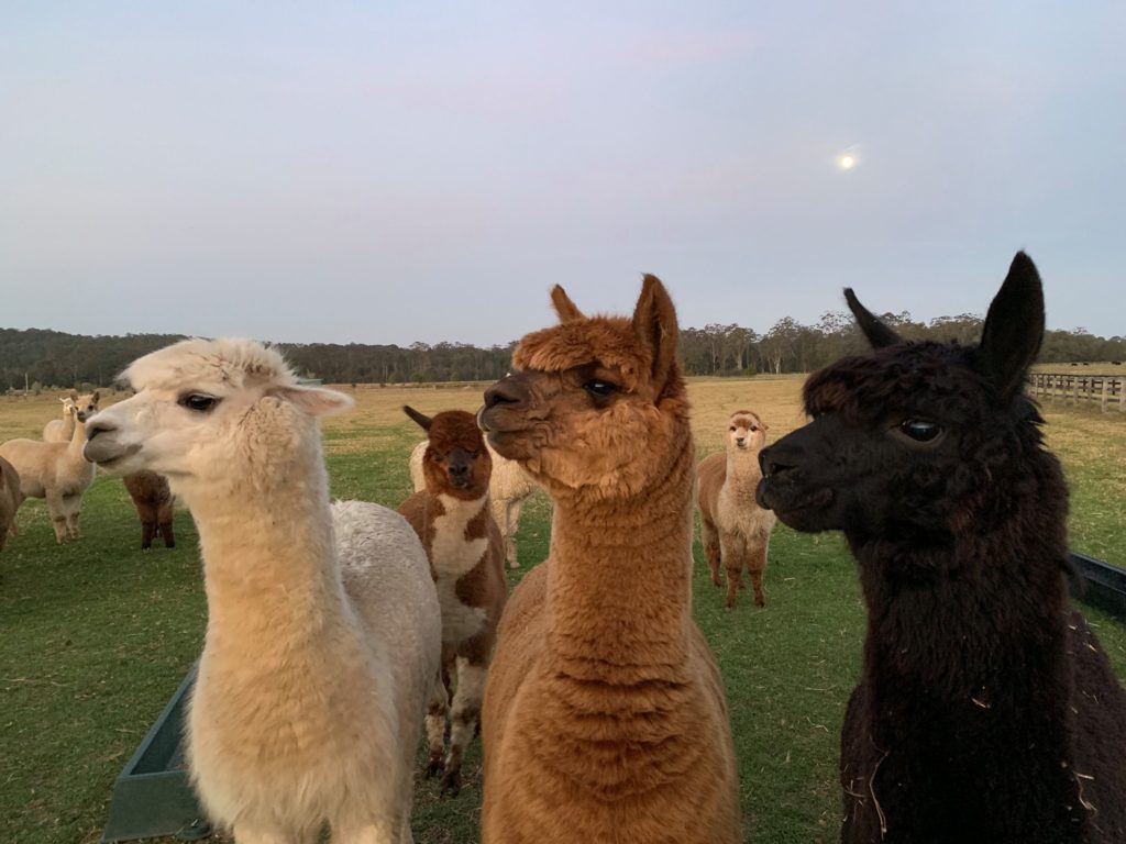 Alpaca farmstay Jilliby