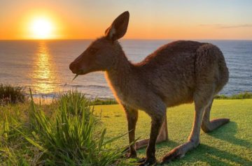 The Top 10 Central Coast Walks For a Nature Hit