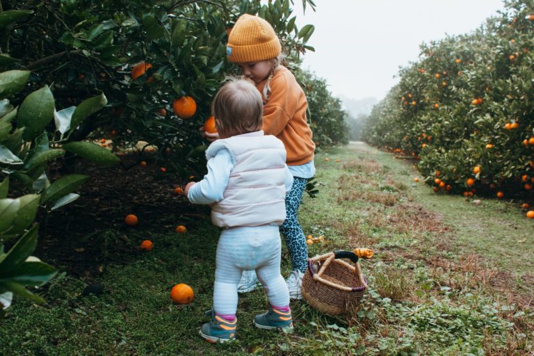 Fruit Picking Farms To Visit on The Central Coast - Coasties Mag