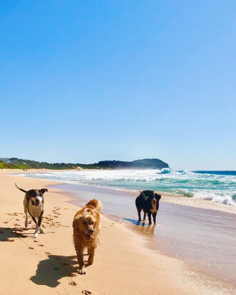 dog-friendly beaches central coast