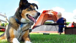 Dog friendly camping NSW