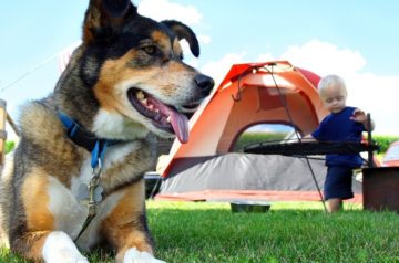 Dog Friendly Camping Spots on the NSW’s Central Coast