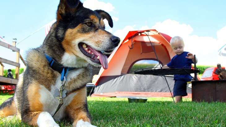 Dog Friendly Camping Spots on the NSW’s Central Coast - Coasties Mag