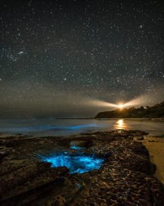 bioluminescence Central Coast