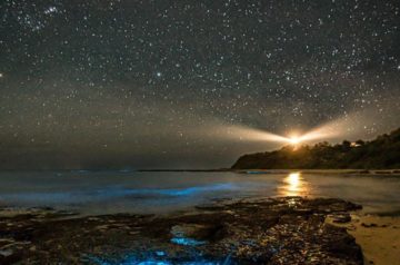 Central Coast Beaches Glowing with Bioluminescence Right Now