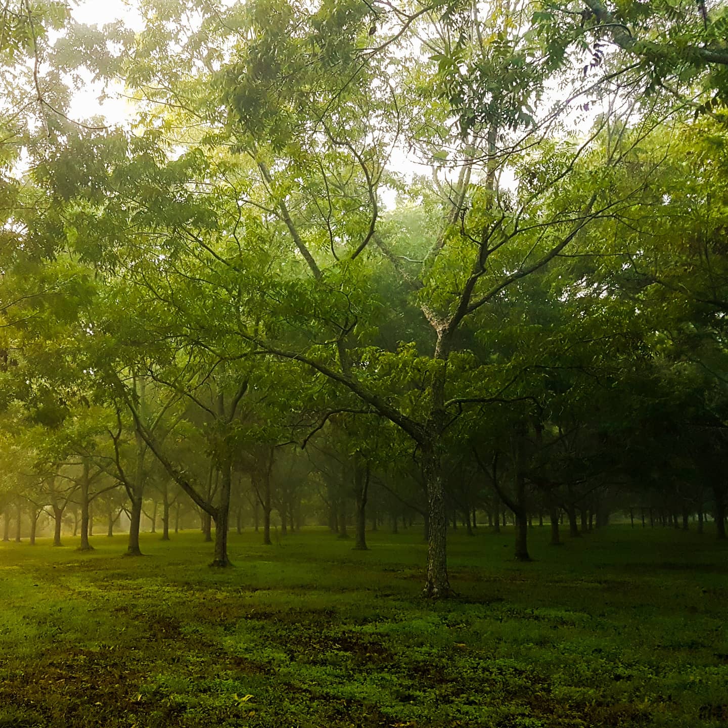 pecan farm central coast