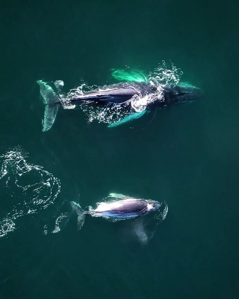 whale watching central coast