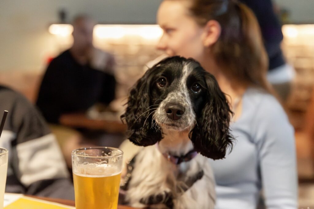 dog friendly brewery central coast whats on