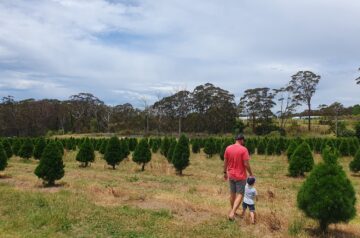 Where to Buy Christmas Trees on the Central Coast