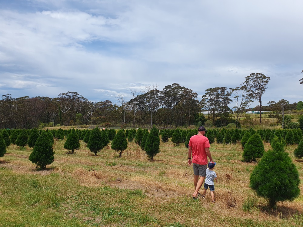 Christmas Trees in the Central Coast