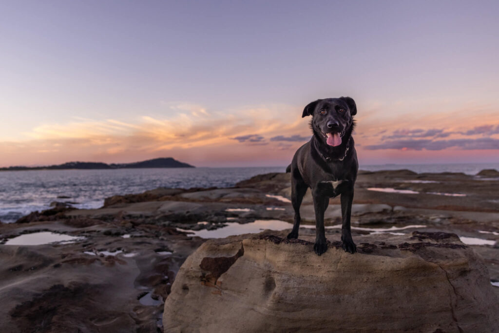 dog photography central coast