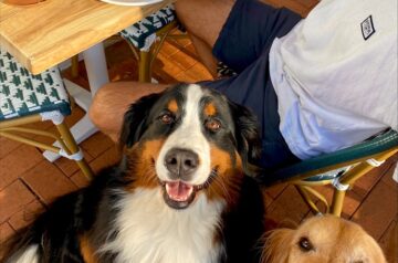 11 Dog-Friendly Cafes on the Central Coast