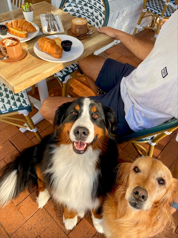Dog Friendly Cafes Central Coast