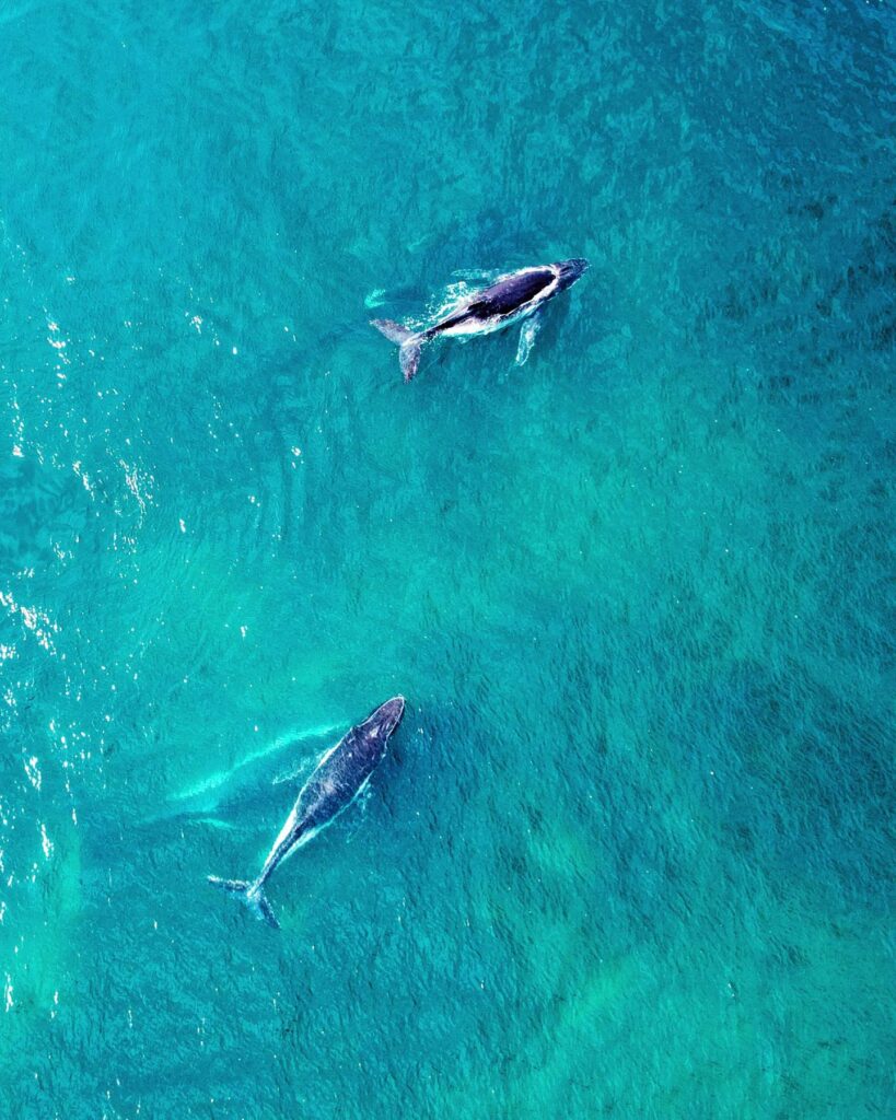 Whale watching central coast