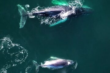 Whale Watching on the Central Coast: The Best Places to Spot Them