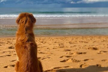 Full List of Dog-Friendly Beaches on the Central Coast