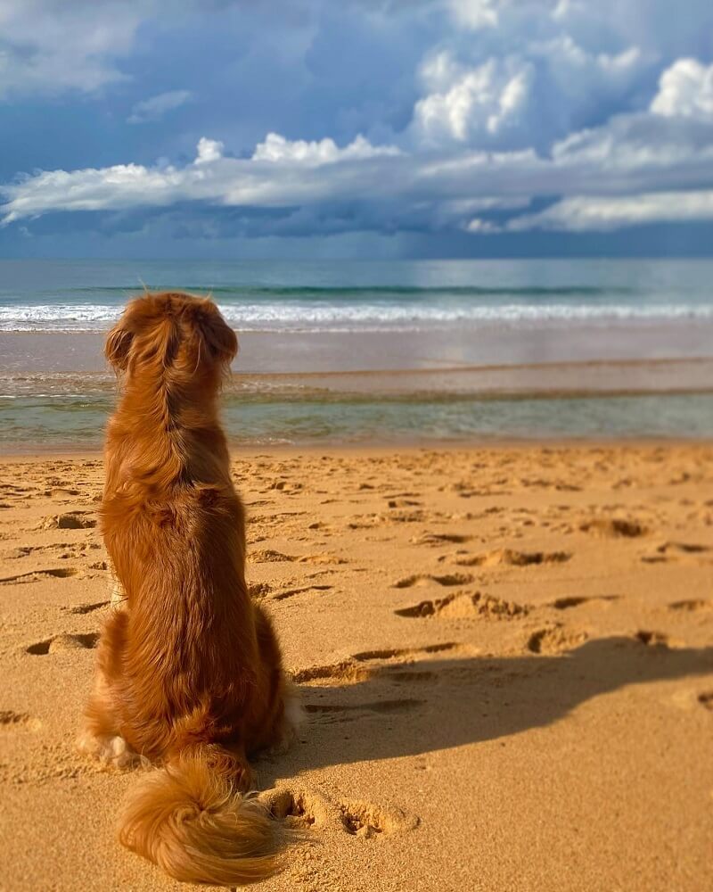 Terrigal Beach Dog Walking