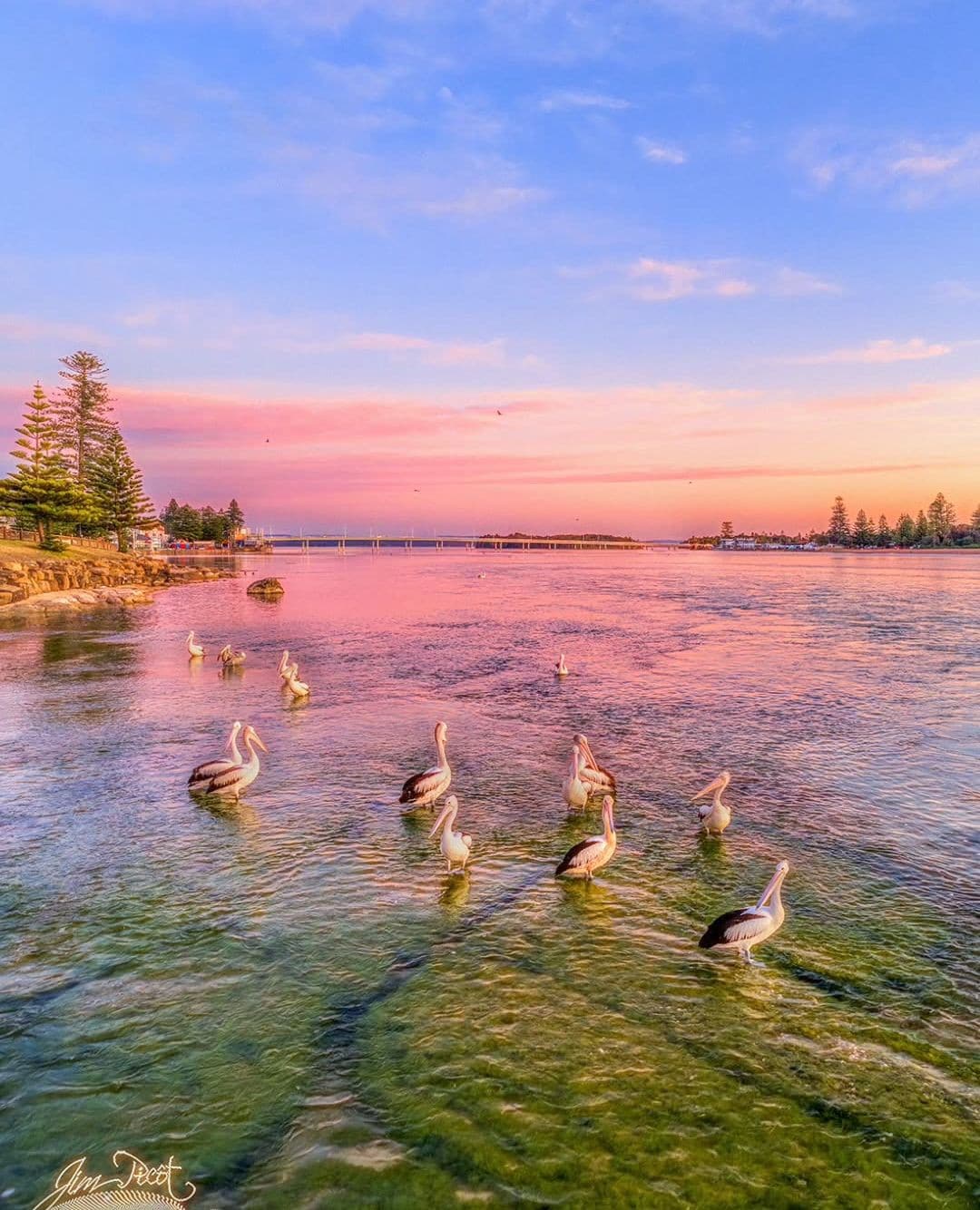 pelicans on the central coast by Jim Picot