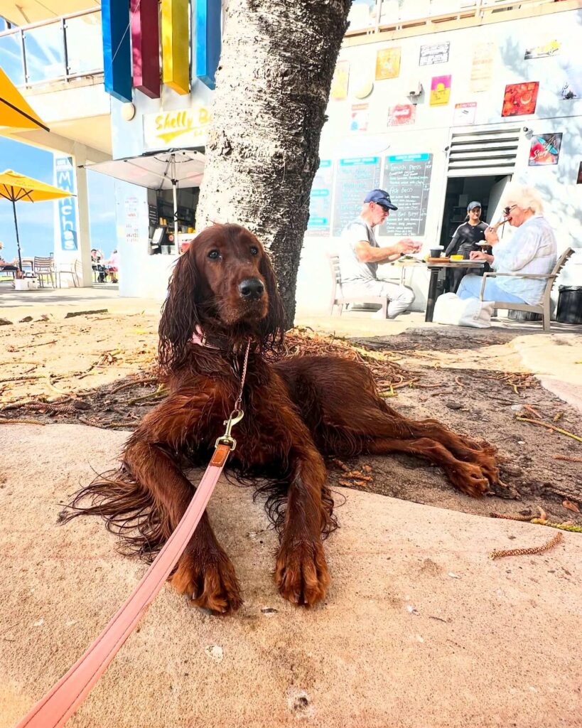 central coast puppacino