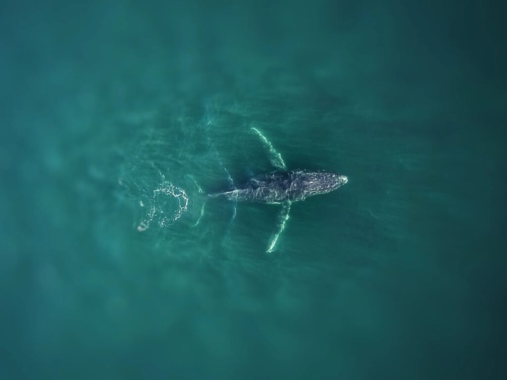 Humpback whales central coast