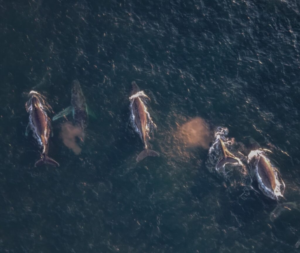 jaysea_snapshots Whale Watching Central Coast