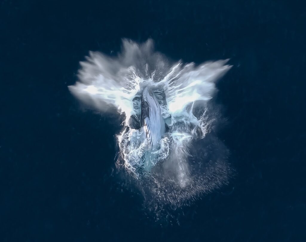 jaysea_snapshots whales by Central Coast photographer