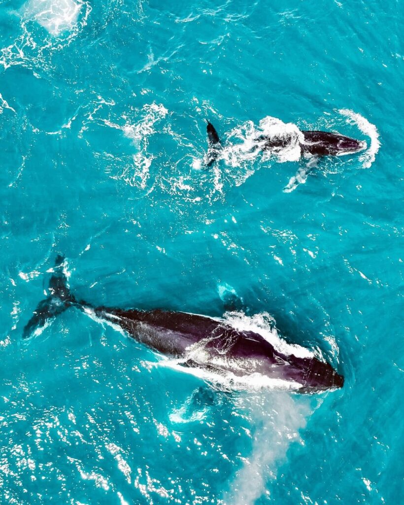 central coast humpback whales