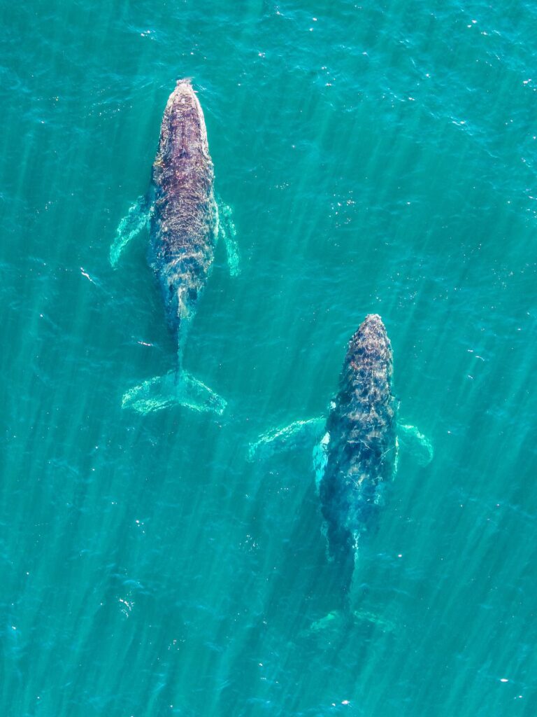 central coast whale watching