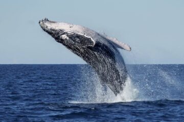 Whale Watching on the Central Coast: The Best Places to Spot Them