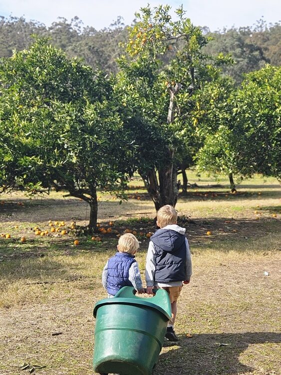 Central Coast fruit picking