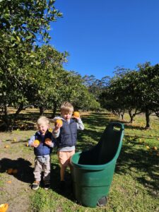 Pick oranges on the Central Coast