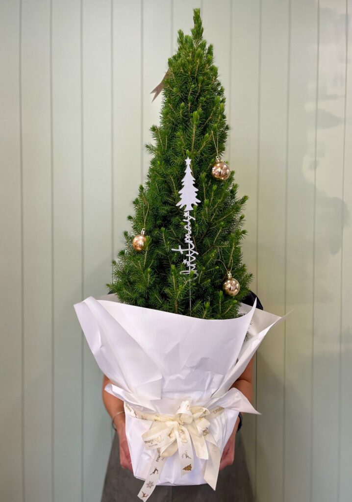 Miniature christmas trees erina