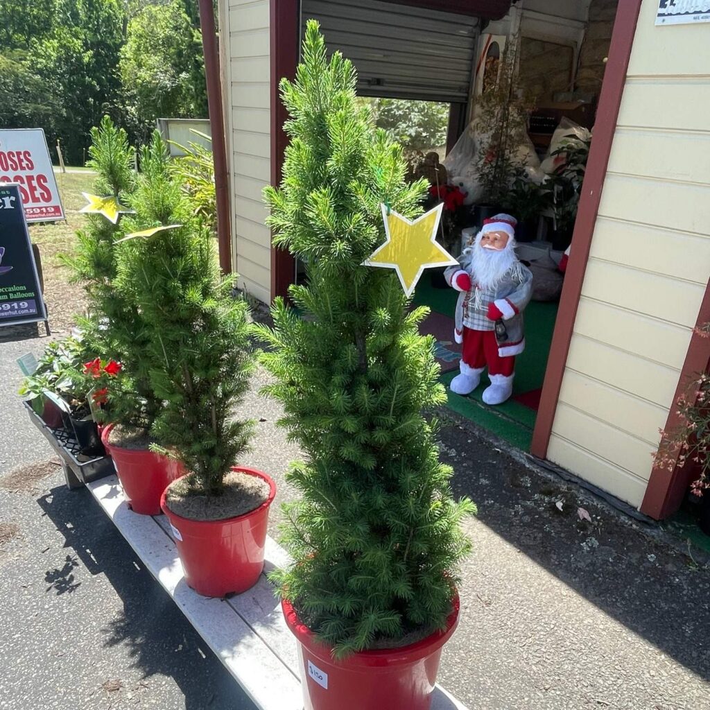 Christmas trees