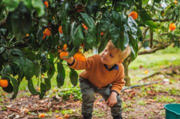 Central Coast Harvest Festival