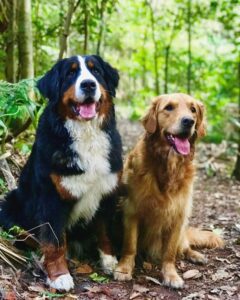 Central Coast bushwalks with dogs