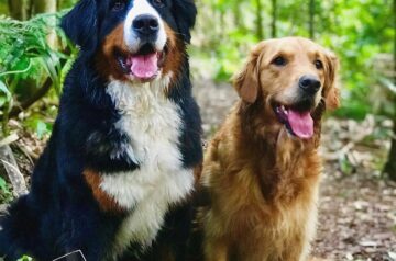 Dog-Friendly Bushwalks on the Central Coast