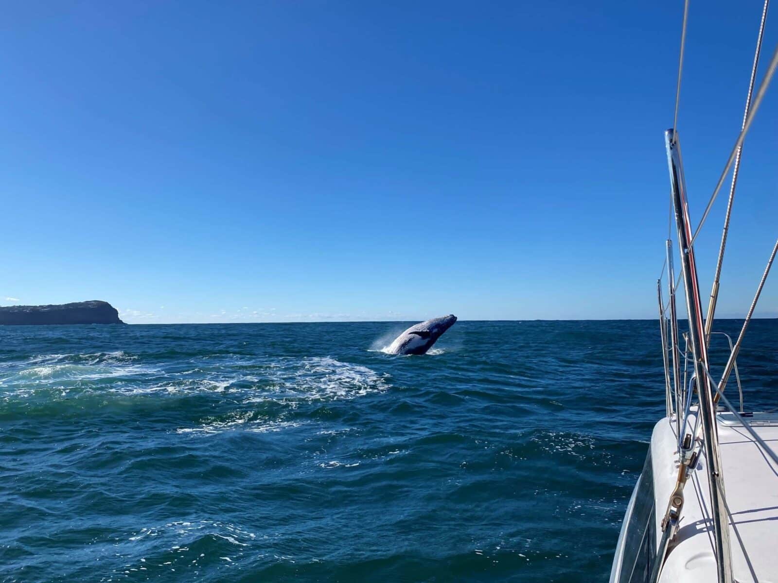 whale watching charter tour central coast