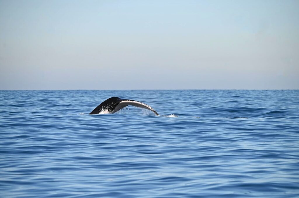 Winter central coast humpback whale