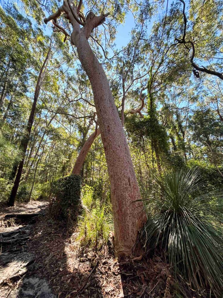 Graves Walk CennyCoastWalks Dana Chantler Coasties Mag