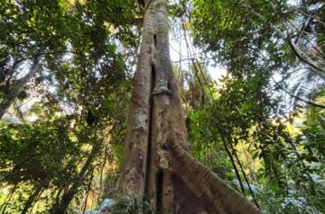 Weekend Walks: Graves Walk and Toomeys Trail