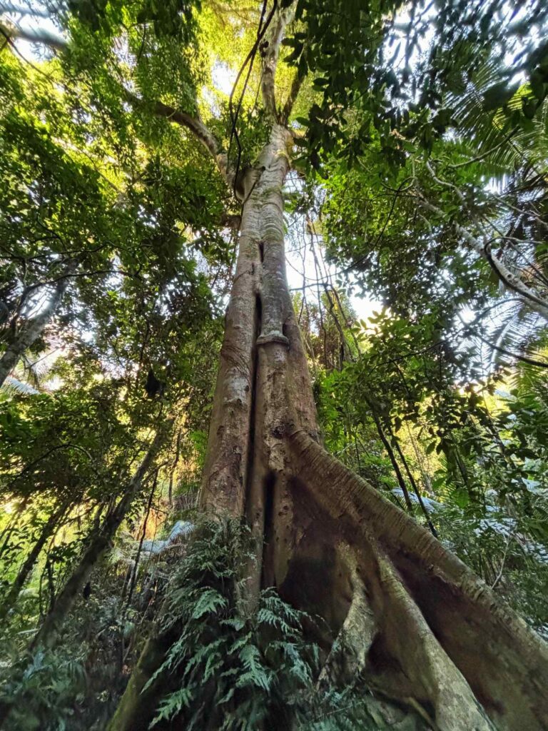 Katandra Reserve CennyCoastWalks Dana Chantler Coasties Mag