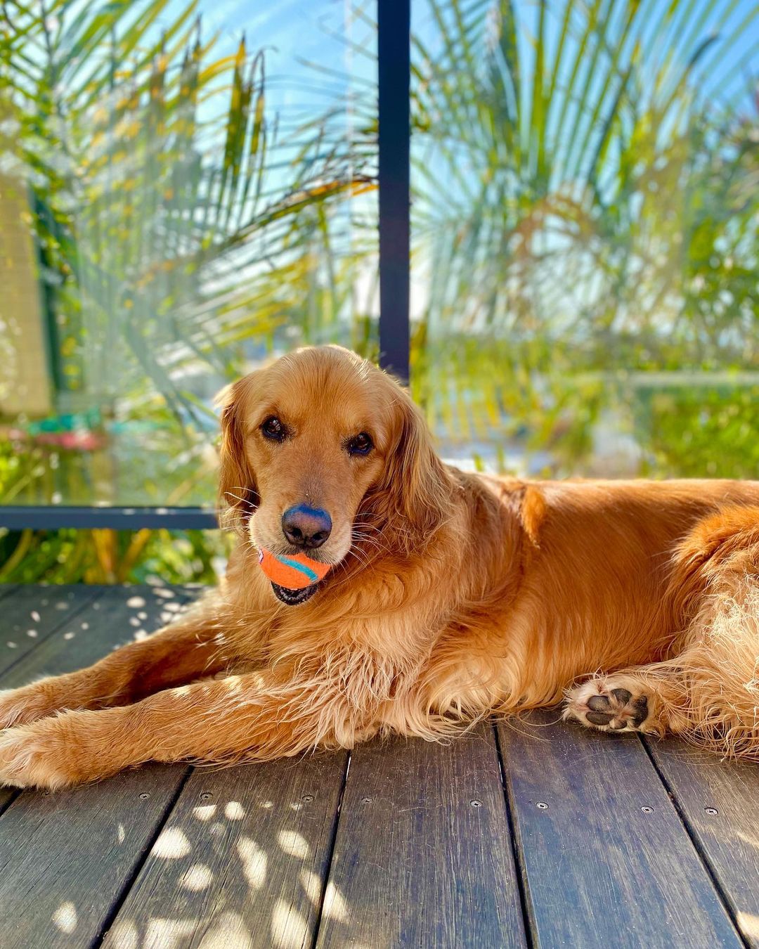 Dog-friendly Central Coast