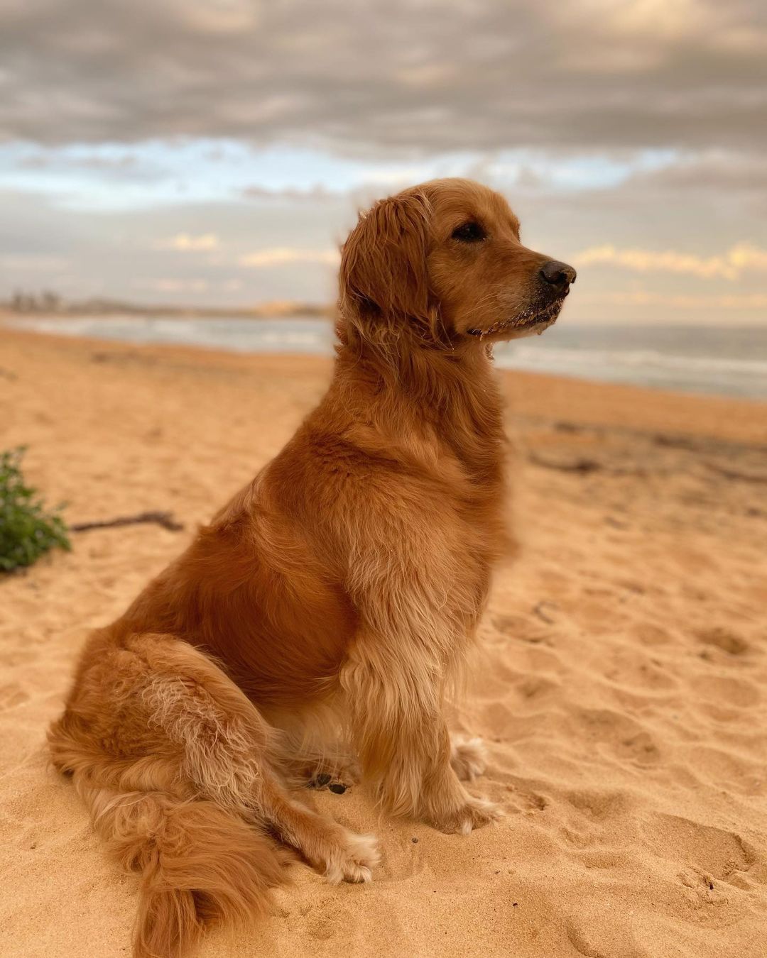Dog-friendly beaches