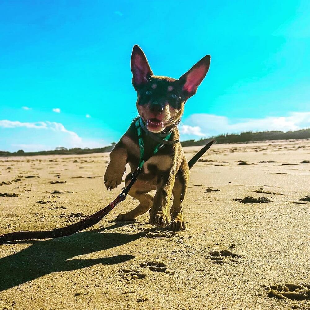 @drift_away_white_noise dog friendly beaches central coast