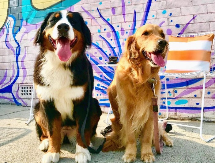 dog friendly central coast