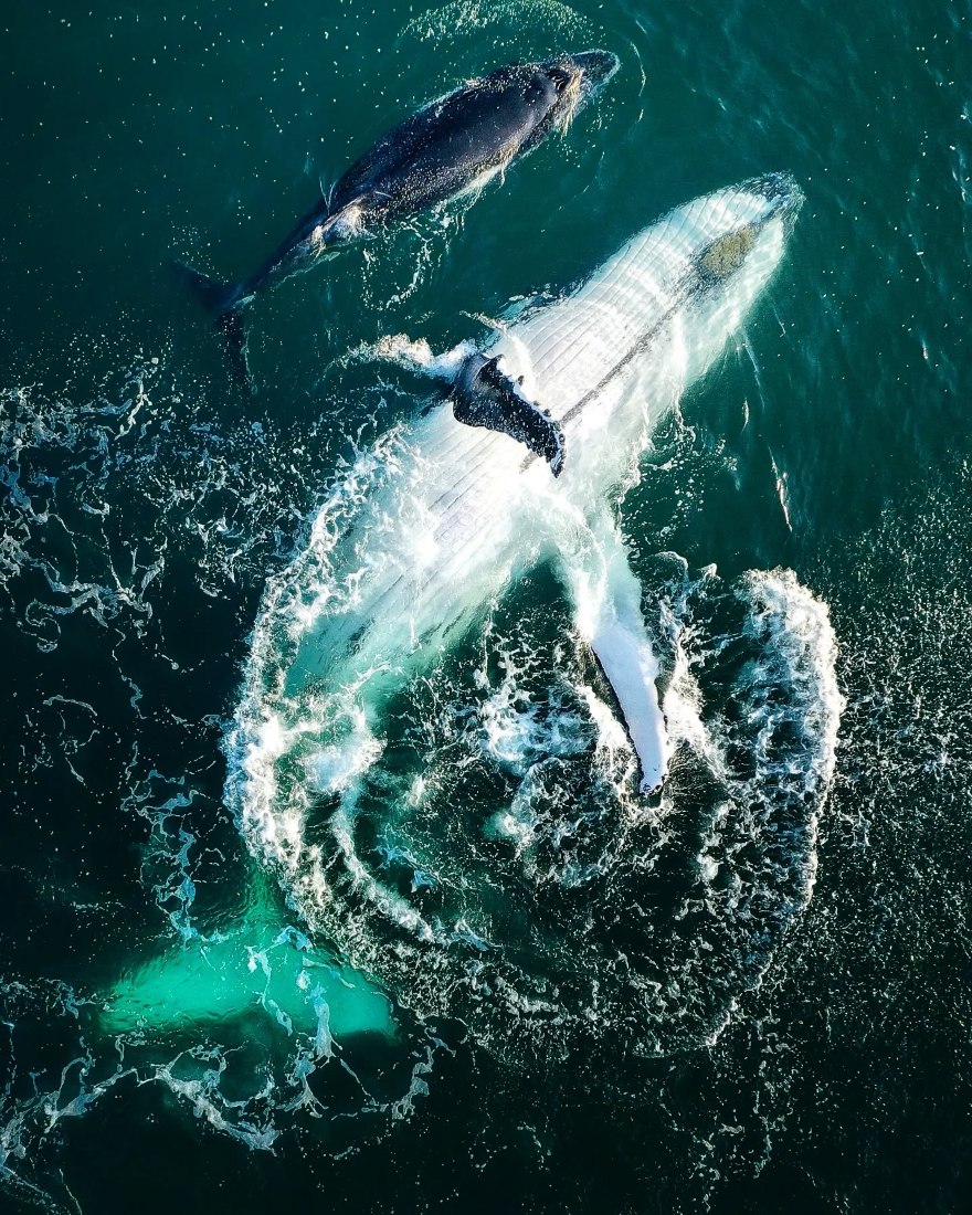 terrigal whales